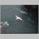 Gannet Colony 039.jpg